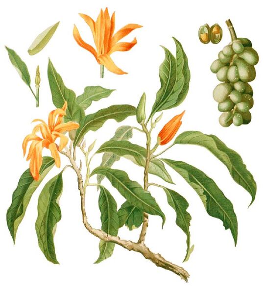 File:Michelia champaca Blanco1.191-cropped.jpg