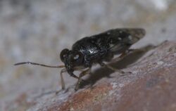 Micracanthia humilis P1500156a.jpg