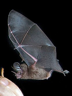 Micronycteris megalotis (Little big-eared bat) by Merlin Tuttle.jpg