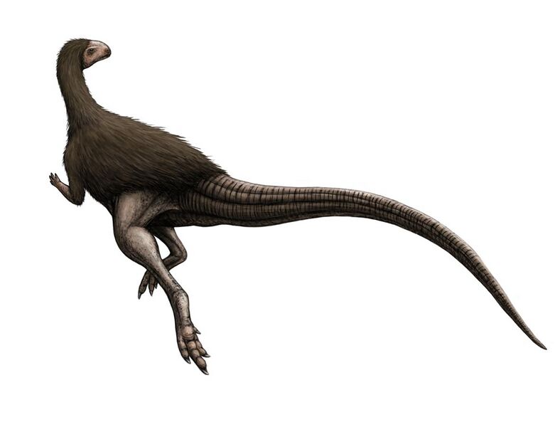 File:Morrosaurus.jpg