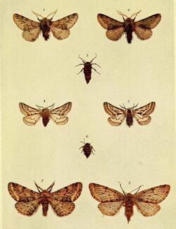 Moths of the British Isles Series2 Plate124.jpg