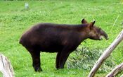 Mountain Tapir.jpg