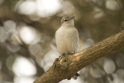 Whitish bird with grayish head perching on a branch