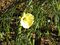 Narcissus romieuxii4.jpg