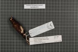 Naturalis Biodiversity Center - RMNH.AVES.99988 1 - Lonchura leucogastra manueli Parkes, 1958 - Estrildidae - bird skin specimen.jpeg