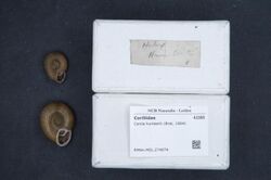 Naturalis Biodiversity Center - RMNH.MOL.274674 1 - Corilla humberti (Brot, 1864) - Corillidae - Mollusc shell.jpeg