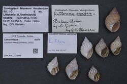Naturalis Biodiversity Center - ZMA.MOLL.319549 - Littoraria filosa (Sowerby, 1832) - Littorinidae - Mollusc shell.jpeg