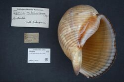 Naturalis Biodiversity Center - ZMA.MOLL.342542 - Tonna melanostoma (Jay, 1839) - Tonnidae - Mollusc shell.jpeg