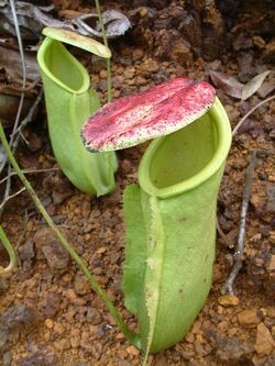 Nepenthes neoguineensis1.jpg