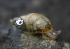 right side view of a snail with a number 87 on its shell