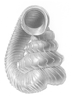 Opisthostoma lituus shell.png