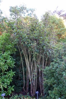 Oreocnide pedunculata - San Francisco Botanical Garden - DSC00069.JPG