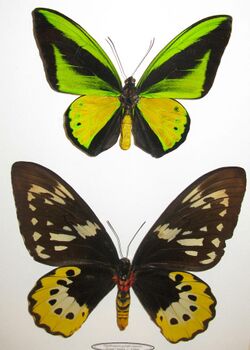 Ornithoptera goliath samsom pair.JPG