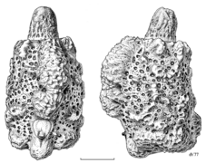 PHAS Phasmidae Argosarchus horridus egg4.png