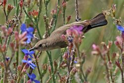 Palestine sunbird (Cinnyris osea osea) female.jpg