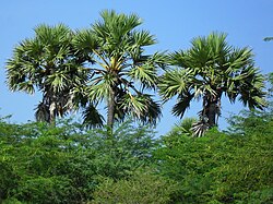Palm Tree.JPG