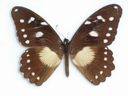 Papilio echerioides Trimen, 1868.JPG