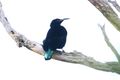 Paradise Riflebird (Ptiloris paradiseus) (31418919975).jpg