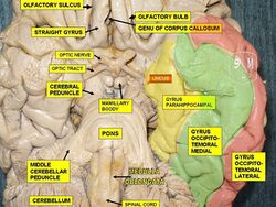 Parahippocampal gyrus.jpg