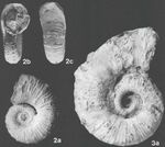 Pedioceras asymmetricum - Paja Formation, Colombia.jpg