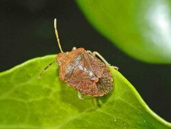 Pentatomidae - Dryadocoris apicalis.JPG