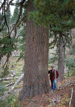 Pinus monticola Umatilla.jpg