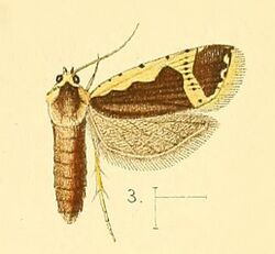 Pl.3-fig.03-Panegyra flavicostana (Walsingham, 1891) (Argyrotoxa).jpg