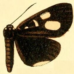 Pl.54-15-Rothia rhaeo (Druce, 1894).JPG