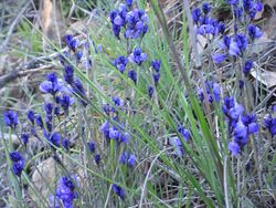 Polygala microphylla Habitus 2011-3-20 SierraMadrona.jpg