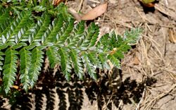 Polystichum australiense Wakehurst Parkway.jpg