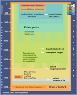 Precambrian Evolution of Life.png