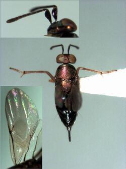Psyllaephagus cornwallensis female.jpg