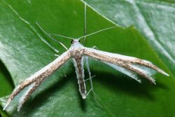 Pterophorus furcatalis 114896622.jpg