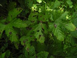 Purple spots caused by the fungus Ramularia ulmariae on leaves of meadowsweet (Filipendula ulmaria).jpg