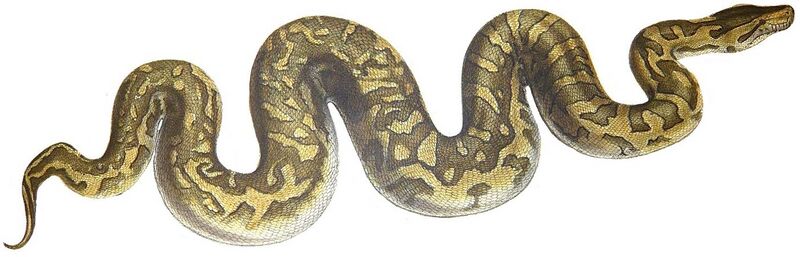 File:Python natalensis Smith 1840 white background.jpg