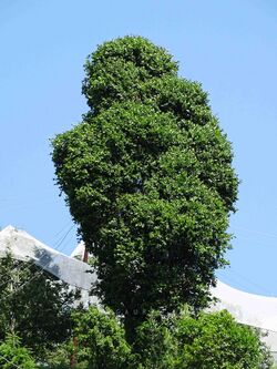 Quercus floribunda.jpg