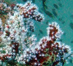 Red fingers (Alcyonium glomeratum) on Inshcape-II wreck, Khurr-Fakkan, UAE..JPG