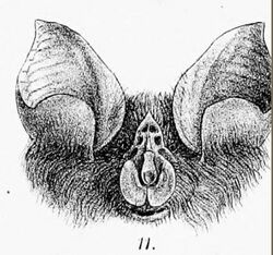 Rhinolophus capensis.jpg