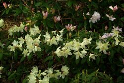 Rhododendronkeiskei.jpg