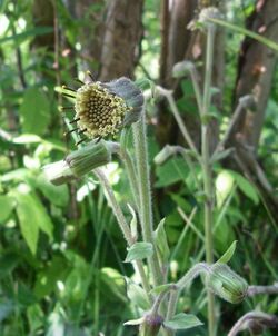 RugelsRagwort.jpg