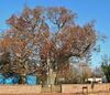 Salem Oak - white oak tree in Salem, New Jersey, November 2012.jpg