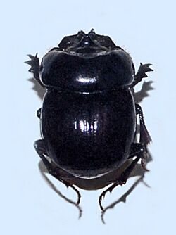 Scarabaeidae - Dichotomius species.JPG