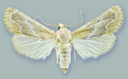 Schacontia ysticalis - ZooKeys-291-027-g001-5.jpeg