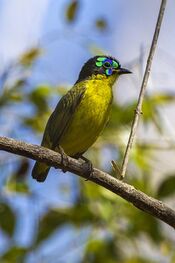 Schlegel's asity (Philepitta schlegeli).jpg