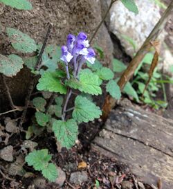 Scutellaria brachyspica.jpg