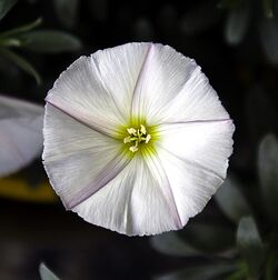 Silverbush Convolvulus cneorum.jpg