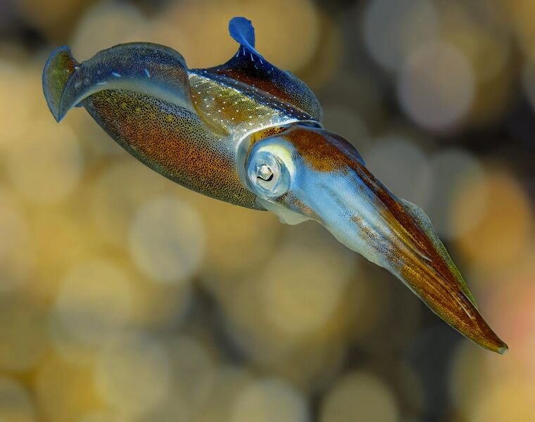 File:Squid colors 2.jpg