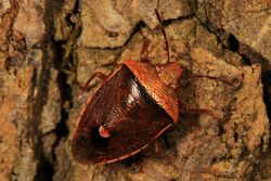 Stink Bug - Banasa calva, Julie Metz Wetlands, Woodbridge, Virginia.jpg