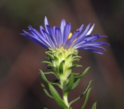 Symphyotrichum oblongifolium 10587930.jpg