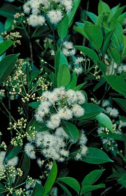 Syzygium-angophoroides-ALA-2.jpg